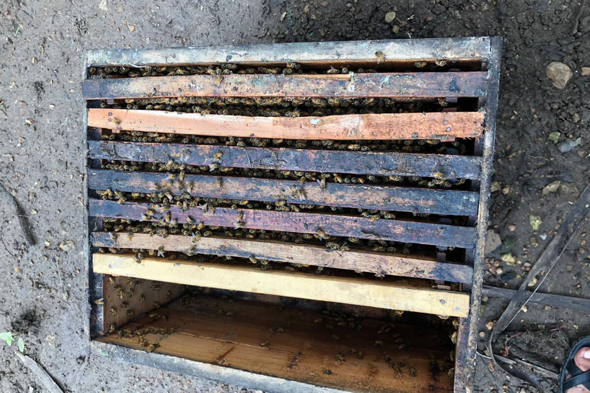 Spring Break for Millions of Bees and Their Keepers