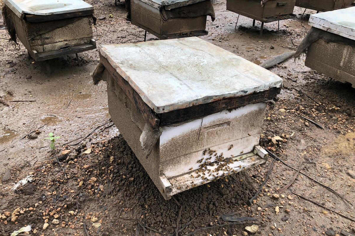 Why Every Prepper Needs a Reserve of Raw Honey